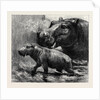 The Hippopotamus and Her Young One at the Zoological Gardens by Anonymous