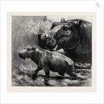The Hippopotamus and Her Young One at the Zoological Gardens by Anonymous