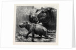 The Hippopotamus and Her Young One at the Zoological Gardens by Anonymous