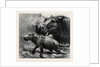 The Hippopotamus and Her Young One at the Zoological Gardens by Anonymous