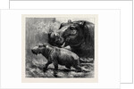 The Hippopotamus and Her Young One at the Zoological Gardens by Anonymous