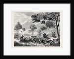 Sketches in Australia: Kangaroo Hunting by Anonymous