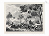 Sketches in Australia: Kangaroo Hunting by Anonymous