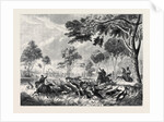 Sketches in Australia: Kangaroo Hunting by Anonymous