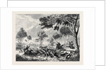Sketches in Australia: Kangaroo Hunting by Anonymous