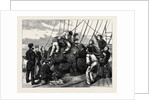Tom, the Duke of Edinburgh's Elephant by Anonymous