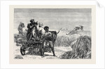 Sketches from India, Antelope Hunting: Loosing the Cheetah by Anonymous