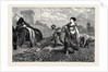 Country Notes, Harrowing after the Potato Crop by Anonymous