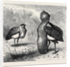 The Australian Bustard, at the Zoological Gardens, London by Anonymous