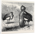 The Australian Bustard, at the Zoological Gardens, London by Anonymous