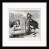 The Australian Bustard, at the Zoological Gardens, London by Anonymous