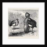The Australian Bustard, at the Zoological Gardens, London by Anonymous