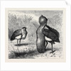 The Australian Bustard, at the Zoological Gardens, London by Anonymous