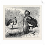 The Australian Bustard, at the Zoological Gardens, London by Anonymous