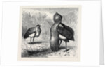 The Australian Bustard, at the Zoological Gardens, London by Anonymous