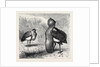 The Australian Bustard, at the Zoological Gardens, London by Anonymous