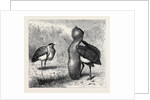 The Australian Bustard, at the Zoological Gardens, London by Anonymous