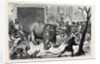 Transferring the Hairy Rhinoceros from Her Travelling Den to Her Cage by Anonymous