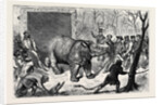 Transferring the Hairy Rhinoceros from Her Travelling Den to Her Cage by Anonymous