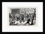 Transferring the Hairy Rhinoceros from Her Travelling Den to Her Cage by Anonymous