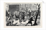 Transferring the Hairy Rhinoceros from Her Travelling Den to Her Cage by Anonymous