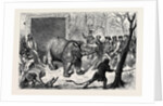 Transferring the Hairy Rhinoceros from Her Travelling Den to Her Cage by Anonymous
