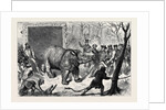 Transferring the Hairy Rhinoceros from Her Travelling Den to Her Cage by Anonymous
