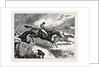 Steeplechasing: The Last Brook by Anonymous