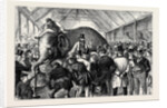 The Sale of a Menagerie: Knocking Down the Elephant by Anonymous