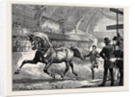 Trotting at the Islington Horse Show by Anonymous