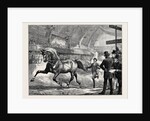 Trotting at the Islington Horse Show by Anonymous
