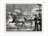 Trotting at the Islington Horse Show by Anonymous
