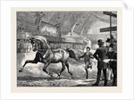 Trotting at the Islington Horse Show by Anonymous