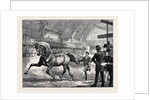 Trotting at the Islington Horse Show by Anonymous