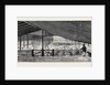 The Drying Floor in the Shearing Shed, Containing 1500 Sheep, One Day's Shearing by Anonymous