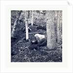 American Civil War: The Slaughter Pen at Gettysburg, Dead Soldiers in an Area Called the Slaughter Pen to the Right of the Union Line at the Foot of Round Top in Gettysburg in July of 1863 by Anonymous