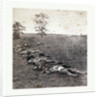 American Civil War: Gathered Together for Burial after the Battle of Antietam, Dead Bodies on the Ground by Anonymous