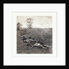 American Civil War: Gathered Together for Burial after the Battle of Antietam, Dead Bodies on the Ground by Anonymous