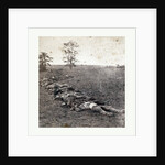 American Civil War: Gathered Together for Burial after the Battle of Antietam, Dead Bodies on the Ground by Anonymous