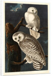 Snowy Owl by Anonymous