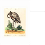 Grus Americana, Alta Major by Anonymous