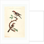 Lanius Rufus by Anonymous