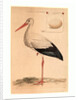 The White Stork by Anonymous