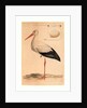 The White Stork by Anonymous
