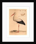 The White Stork by Anonymous