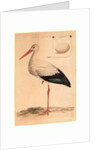 The White Stork by Anonymous