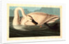 Trumpeter Swan by Anonymous