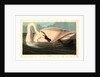 Trumpeter Swan by Anonymous