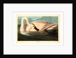 Trumpeter Swan by Anonymous