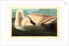Trumpeter Swan by Anonymous
